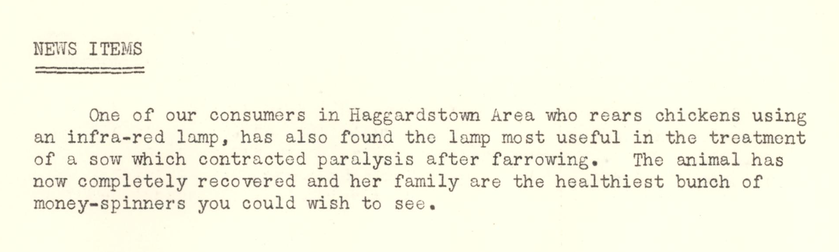 News item about the use of an infra-red lamp for poultry rearing and livestock care in the Haggardstown area.